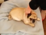 VIDEO: El, ahora, famoso perro 'que no sabe ladrar'