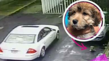 Familia cruel abandona a un cachorro y todo queda grabado en VIDEO