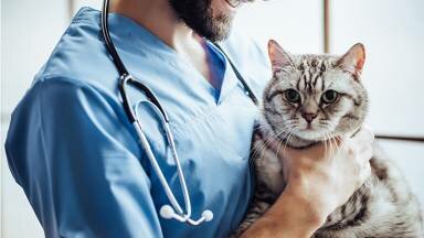Tips para llevar al gato al veterinario