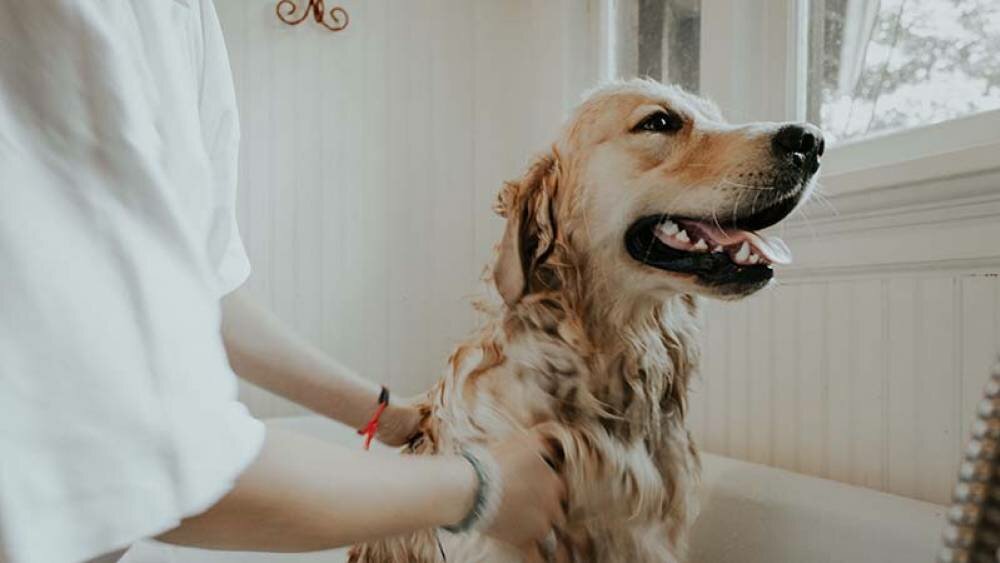 14 señales de que debes llevar a tu mascota al veterinario de urgencia