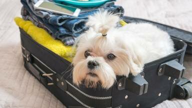Qué hacer, si no puedes llevar a tu perro de vacaciones